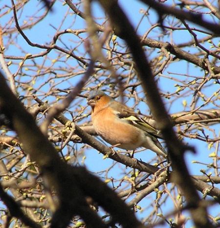 Fringuello -  Fringilla coelebs